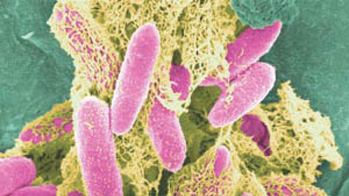 Δεκαοκτώ οι νεκροί από το βακτήριο E.coli 